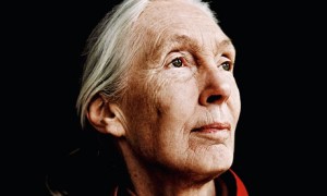 Jane-Goodall-011-300x180